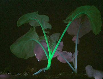 转基因植物的GFP发光检测能用什么灯直接观察么？