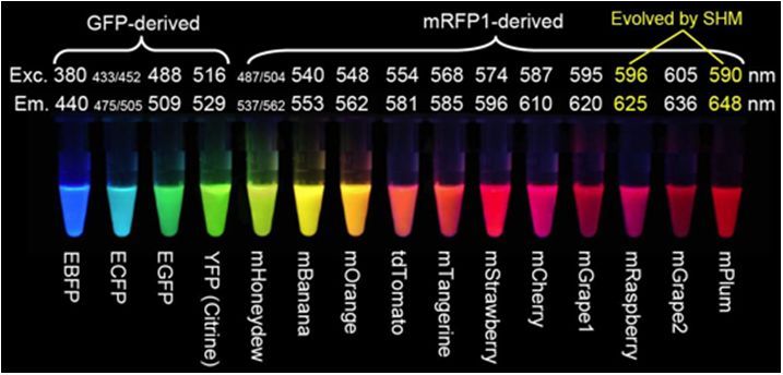 荧光蛋白种类和荧光蛋白标记技术