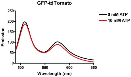 tdtomato荧光蛋白的激发波长是多少
