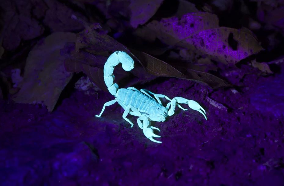 蝎子在黑光灯中发光