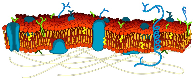 Cell-membrane-diagram.jpg